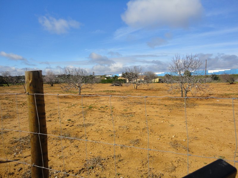 Crop_for_sale_in_Albufeira_SMA7928