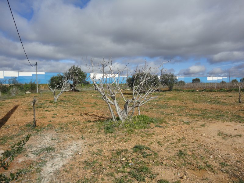 Crop_for_sale_in_Albufeira_SMA7929