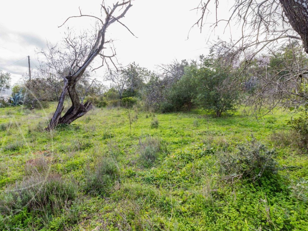 Land_for_sale_in_Loulé_SMA8919